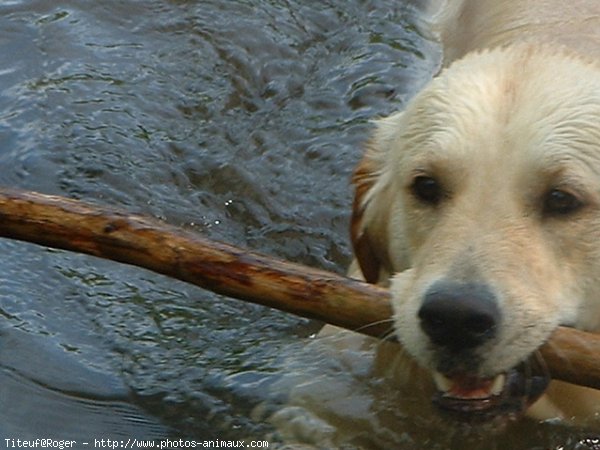 Photo de Golden retriever