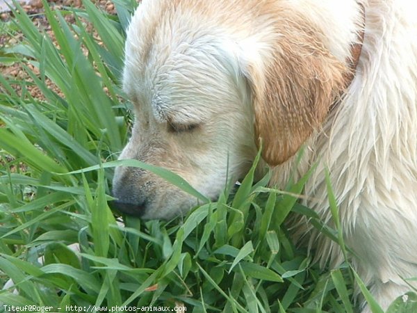 Photo de Golden retriever