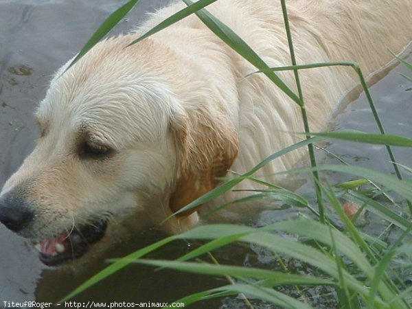 Photo de Golden retriever