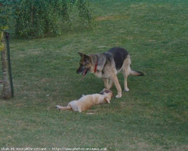 Photo de Races diffrentes