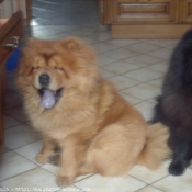 Photo de Chow chow