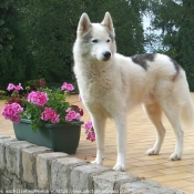 Photo de Husky siberien