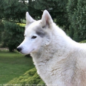 Photo de Husky siberien