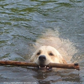 Photo de Golden retriever