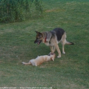 Photo de Races diffrentes