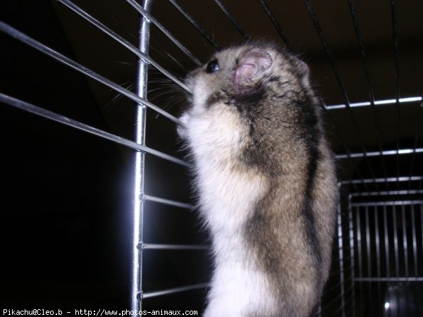 Photo de Hamster