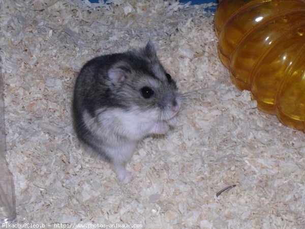 Photo de Hamster