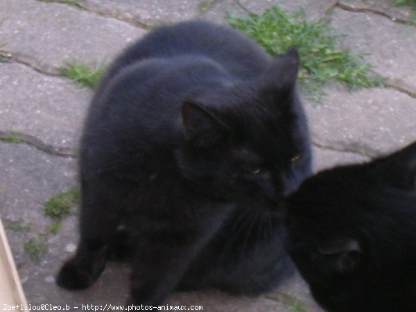 Photo de Chat domestique