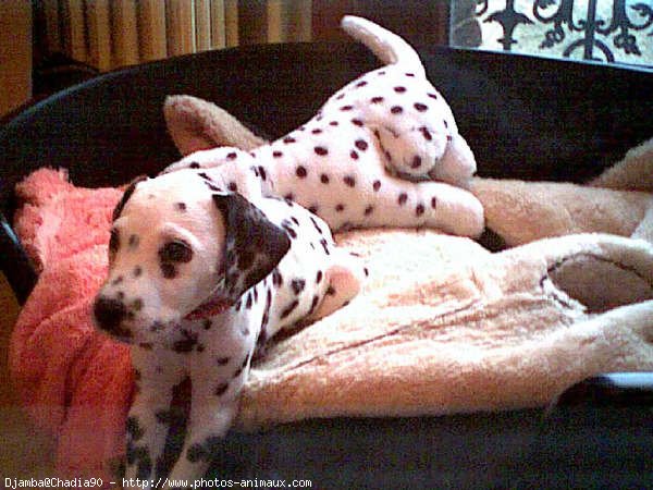 Photo de Dalmatien