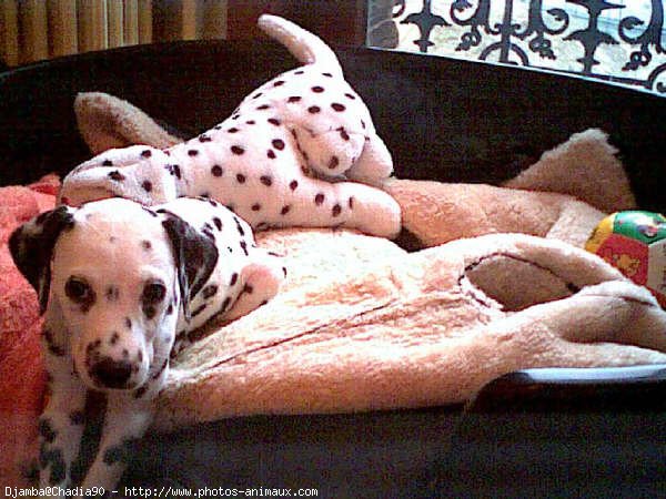 Photo de Dalmatien