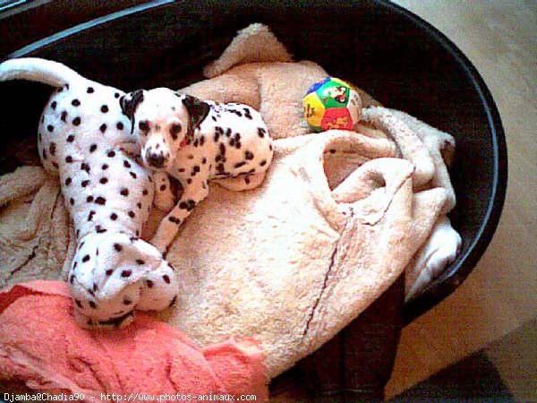 Photo de Dalmatien