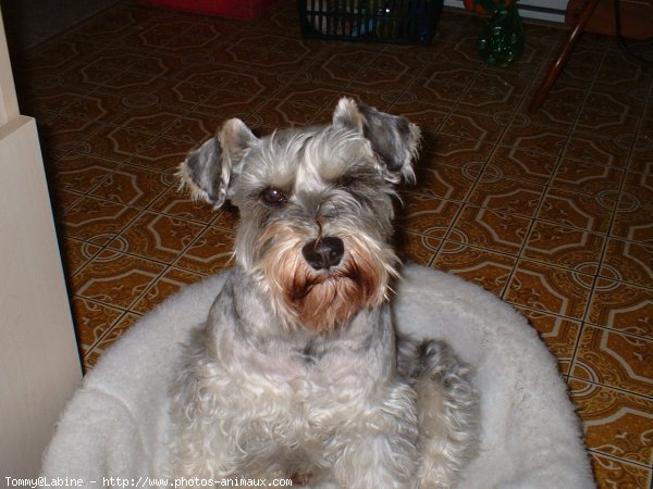 Photo de Schnauzer gant