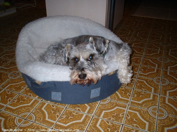 Photo de Schnauzer gant