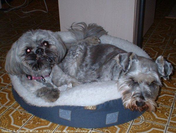 Photo de Schnauzer gant