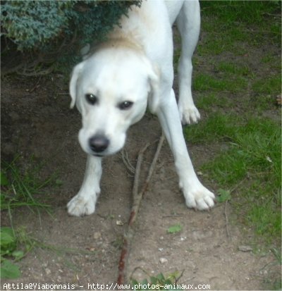 Photo de Labrador retriever