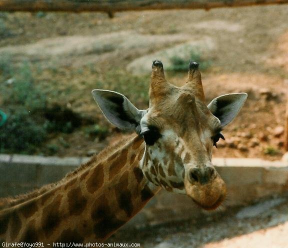 Photo de Girafe