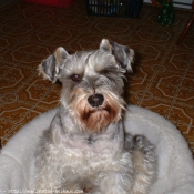 Photo de Schnauzer gant