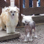 Photo de Chien chinois nu  crte