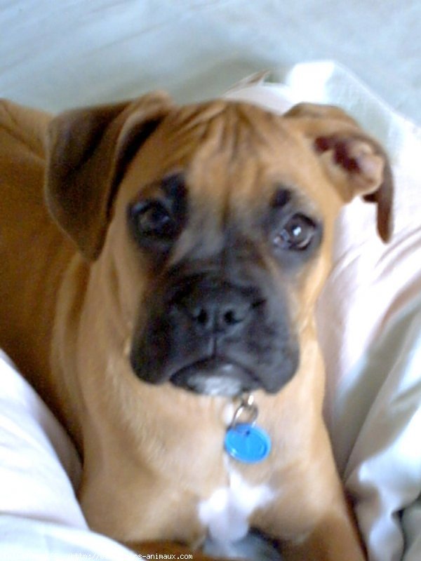 Photo de Boxer