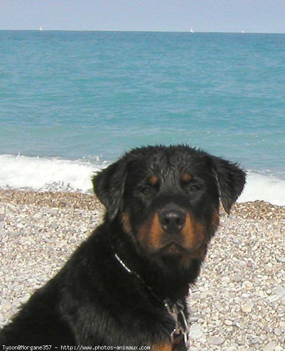 Photo de Rottweiler