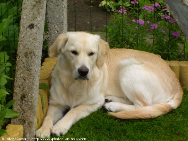 Photo de Golden retriever