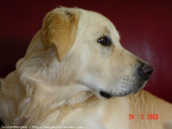 Photo de Golden retriever