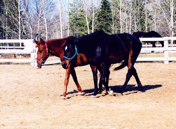 Photo de Races diffrentes