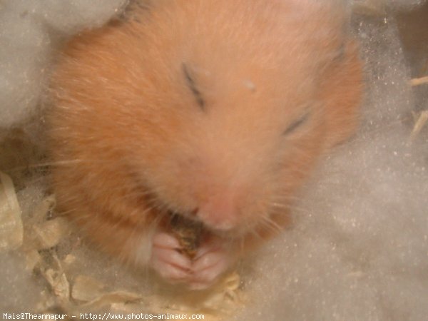 Photo de Hamster