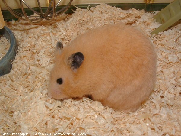 Photo de Hamster