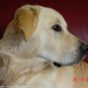 Photo de Golden retriever