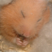 Photo de Hamster