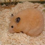 Photo de Hamster