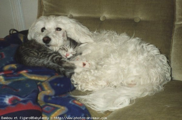 Photo de Bichon maltais