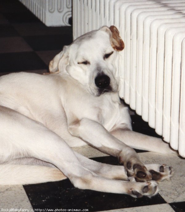 Photo de Labrador retriever