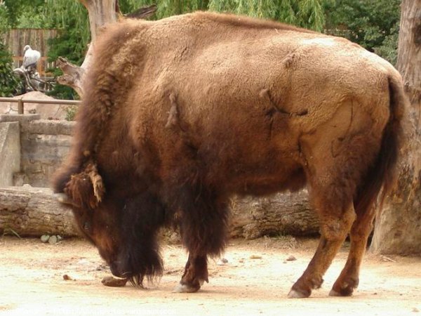 Photo de Bison