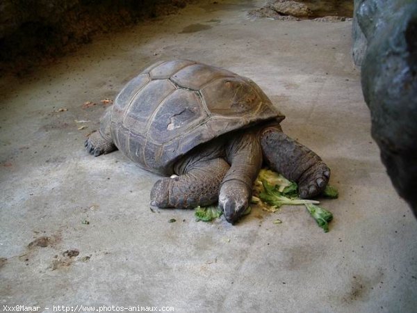 Photo de Tortue