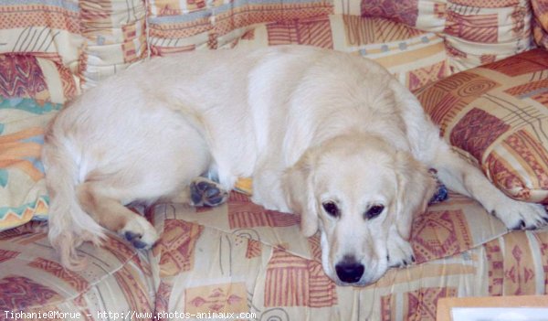 Photo de Golden retriever