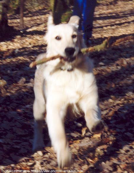 Photo de Golden retriever