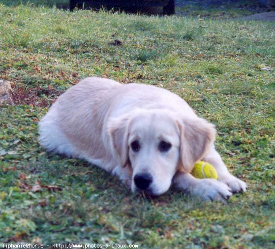 Photo de Golden retriever