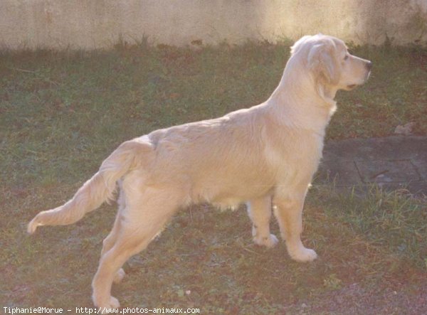 Photo de Golden retriever