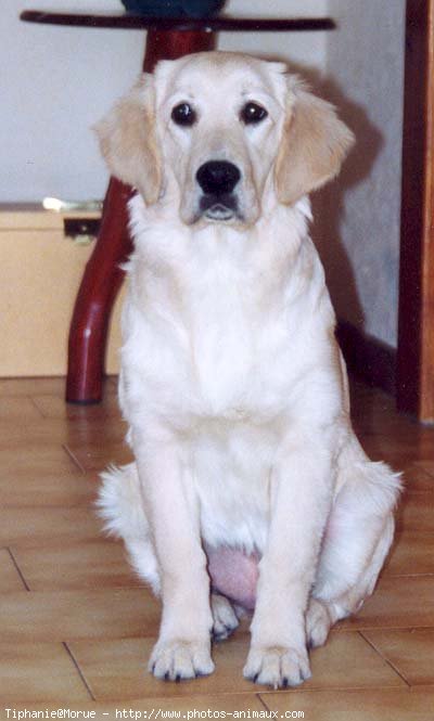 Photo de Golden retriever