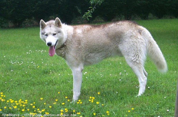 Photo de Husky siberien