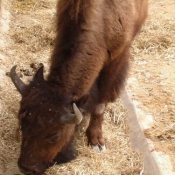 Photo de Bison