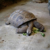 Photo de Tortue