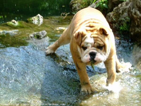 Photo de Bulldog