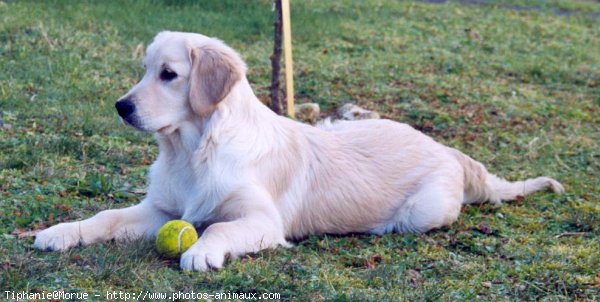 Photo de Golden retriever