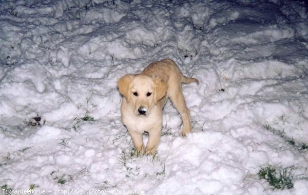 Photo de Golden retriever