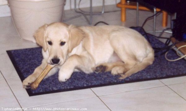 Photo de Golden retriever