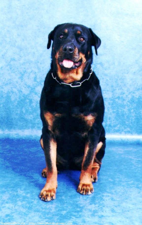 Photo de Rottweiler