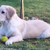 Photo de Golden retriever